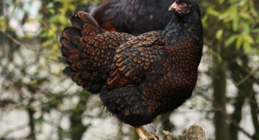 Přehled plemene kuřete barnevelder